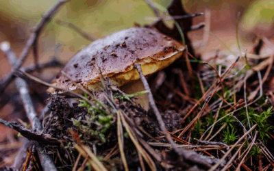 GRZYBOBRANIE NA JURZE