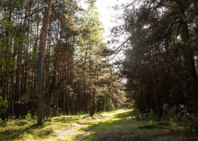 Leśna ścieżka w sercu Jury Krakowsko-Częstochowskiej – spacer i nordic walking w okolicy hotelu