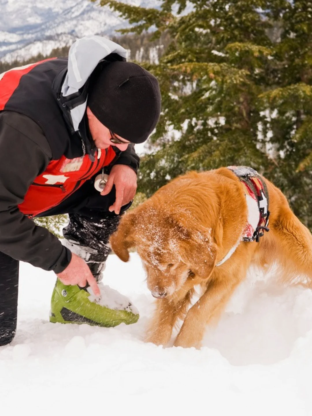 Ratownik GOPR w czerwonej kamizelce i pies ratowniczy Golden Retriever przeszukujący śnieg