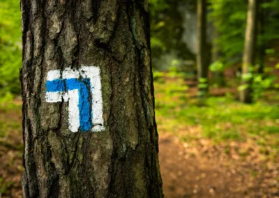 Oznaczenie niebieskiego szlaku turystycznego na korze drzewa, trasa na Jurze Krakowsko-Częstochowskiej